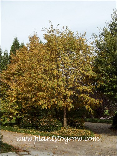 Ironwood (Ostrya virginiana)  in fall color.